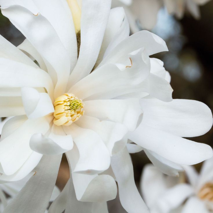 PERFUME SPRAY BEAUTIFUL MAGNOLIA